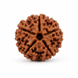 5 Mukhi Nepali Rudraksha - Paanch Mukhi