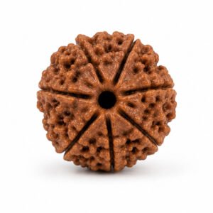 7 Mukhi Nepali Rudraksha - Saat Mukhi